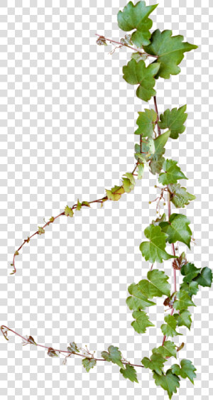 Common Grape Vine Photography   Transparent Background Vine Png  Png Download