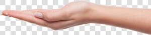 Palm Hands Png  Hand Image Free   Palm Of Hand Png  Transparent Png