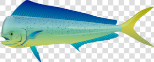 Bonyfish fish fin   Sailfish  HD Png Download