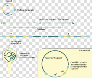 Difference Between Cosmid And Phagemid  HD Png Download