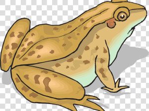 And X Carwad Net   Toad Clipart  HD Png Download