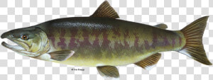 Fish Salmon With Water Png   Chum Salmon  Transparent Png