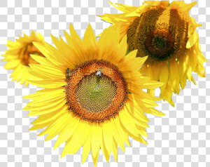 Sunflower Flower Free Png Transparent Images Free Download   Common Sunflower  Png Download