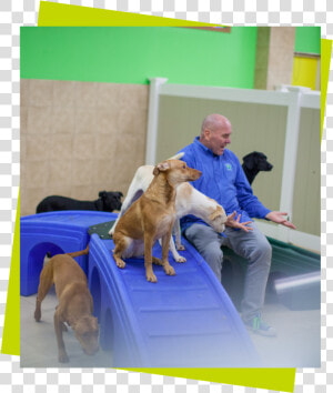 Three Dogs On A Blue Play Structure With A Sitting   Companion Dog  HD Png Download