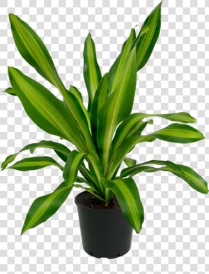 Houseplant  HD Png Download