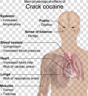 Crack Effects On Body  HD Png Download