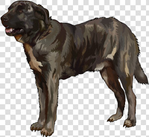 Perro De Ganado Majorero  HD Png Download