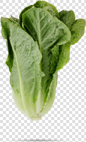 Romaine Lettuce   Revistas De Agricultura  HD Png Download