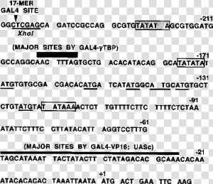 Sequence Of The Cyc1 Promoter Region And Summary Of   Sickle Cell Anemia Mutation  HD Png Download