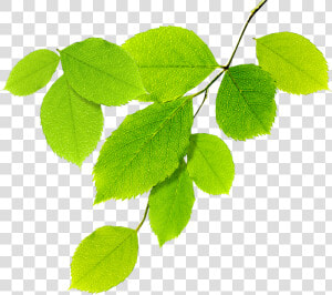 Guias De Hojas Verdes   Natural Leaves Png  Transparent Png