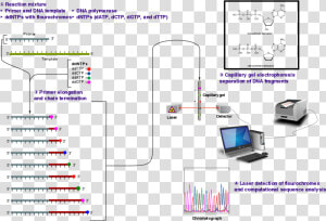 Sanger Sequencing   Sanger Sequencing Of Insulin  HD Png Download