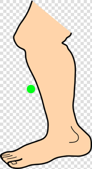 Leg Png Clipart Animated   Png Download   Foot Clipart Png  Transparent Png