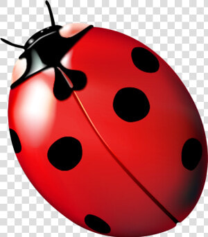 Ladybird Beetle Ladybug  Ladybug  Fly Away Home   Joaninha Png  Transparent Png