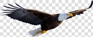 Foto De Aguila Americana   Aguila Png  Transparent Png