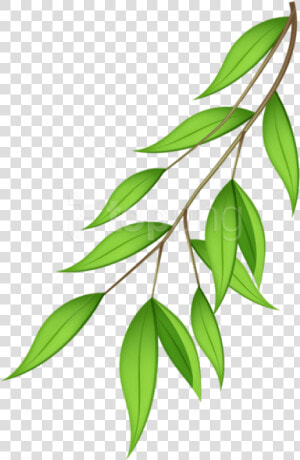 Free Png Download Green Branch Png Images Background   Branch Tree Background Clipart  Transparent Png