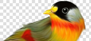 Pajaros Con Fondo Transparente  HD Png Download