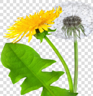 Dandelion Png Free Download   Dandelion Png  Transparent Png