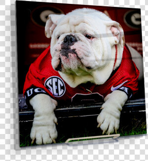 Uga Chillin   Georgia Bulldogs  HD Png Download