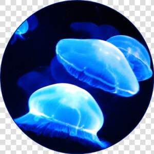  blueaesthetic  aesthetic  blue  jellyfish  ocean  sea   Neon Blue Aesthetic  HD Png Download