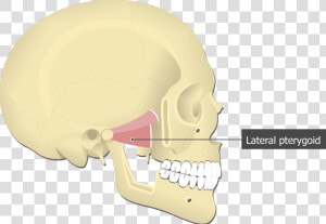 Lateral Pterygoid Muscle Attached To The Skull   Lateral Pterygoid Muscle  HD Png Download