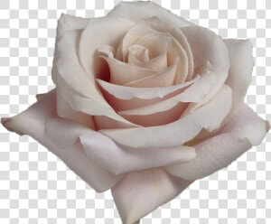 White Rose Petals Png  quicksand   Quicksand Rose  Transparent Png