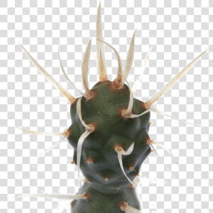 Tephrocactus Articulatus Paper Spine Cactus Class   Tephrocactus Articulatus  HD Png Download