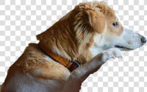 Dog Looking Transparent Png   Melancholic Dog  Png Download