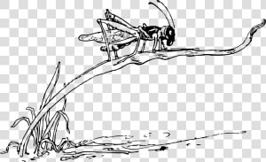 Grasshopper On Blade Of Grass Clip Arts   Drawing Of Grasshopper On Grass  HD Png Download