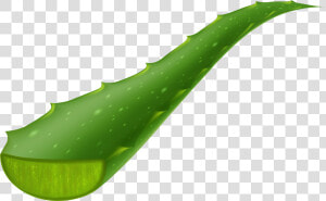 Vera Piece Transparent Clip Transparent Background   Transparent Aloe Vera Png  Png Download