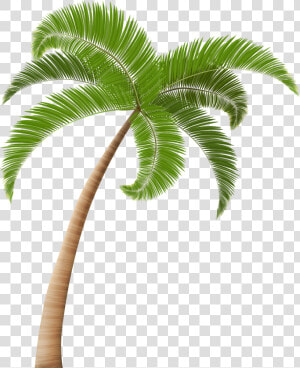 Palm Trees Clip Art   Transparent Background Palm Tree Png  Png Download