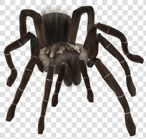 Spider Png Download   Tarantula Png  Transparent Png