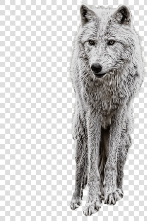 Wolf Png Clipart Png   Manipulation Background And Png  Transparent Png