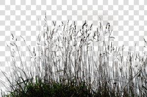 Gallery Tall Grass Png   Transparent Long Grass Png  Png Download