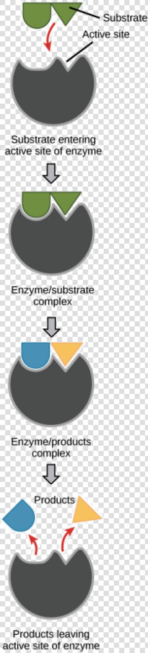 Enzyme Drawing Shape   Poster  HD Png Download