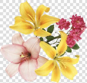 Flores En Formato Png  Transparent Png