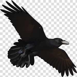 Cuervo Volando Dibujo Png  Transparent Png