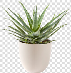 Aloe Vera Bont Plant  HD Png Download