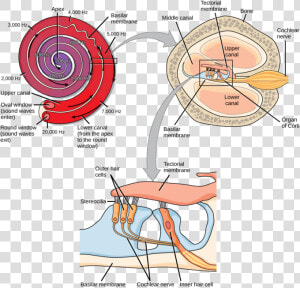 Image   Hearing Transduction  HD Png Download