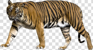 Tiger Png   Tiger With No Background  Transparent Png