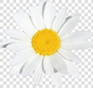 Flower Flowers White Yellow Daisy   Oxeye Daisy  HD Png Download