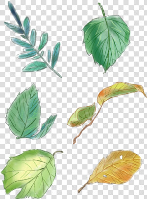 Original Hand Painted Green Leaves Set Drawings Png   Нарисованные Листья Пнг  Transparent Png