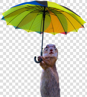 Animals  Meerkat  Isolated  Umbrella  Rain Protection   Umbrella  HD Png Download