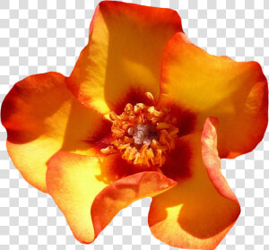 Yellow Rose Flower Top View Png Image   Rose  Transparent Png