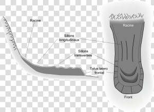 Schéma Glacier Rocheux Type   Glacier  HD Png Download