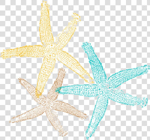 Starfish Sea Star Pic Clipart No Background Free Images   Starfish Clipart No Background  HD Png Download