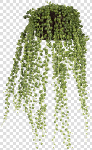 String Of Pearls   Hanging Flower Pots Png  Transparent Png