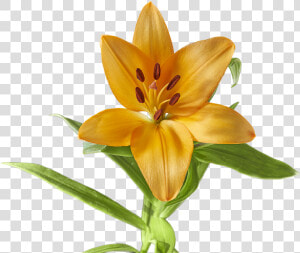 Lily Flower Yellow Free Picture   Lilium Flor Png  Transparent Png