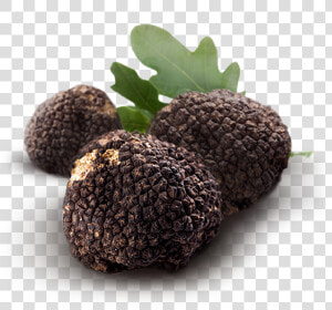 Real Truffle In Ground  HD Png Download