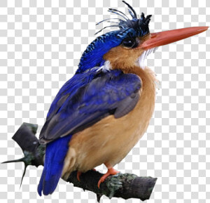 Udu1i   Malachite Kingfisher Bird Kenya  HD Png Download