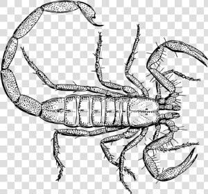 Vintage Scorpion Line Art   Scorpion Drawing  HD Png Download